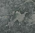 Polished Stromatolite (Alcheringa) Slab - Billion Years #132402-1
